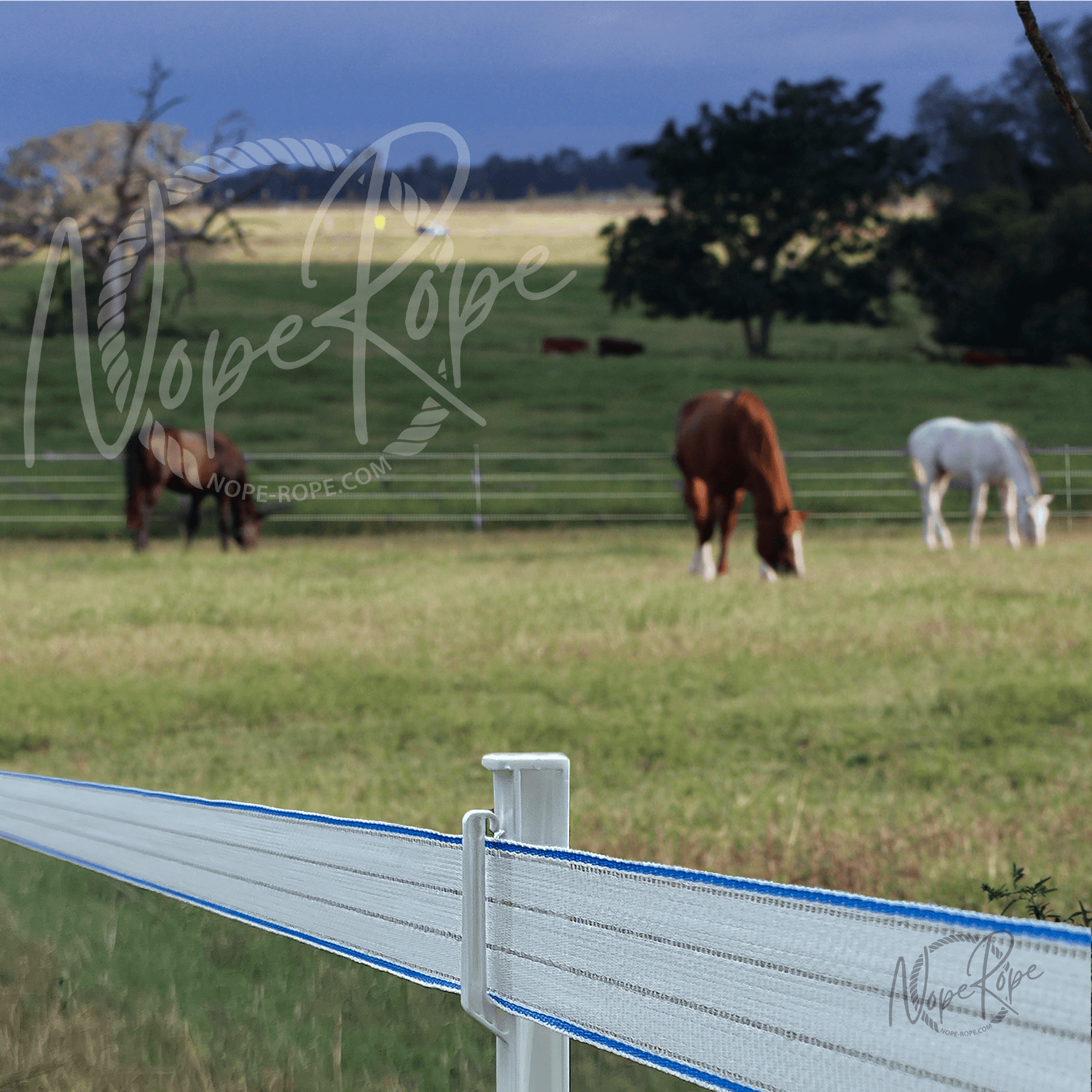 mares in the pasture on the farm